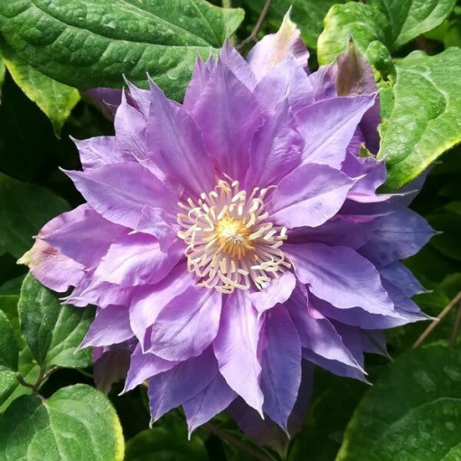 Clématite Daniel Deronda (à grandes fleurs) DOUBLE  4L