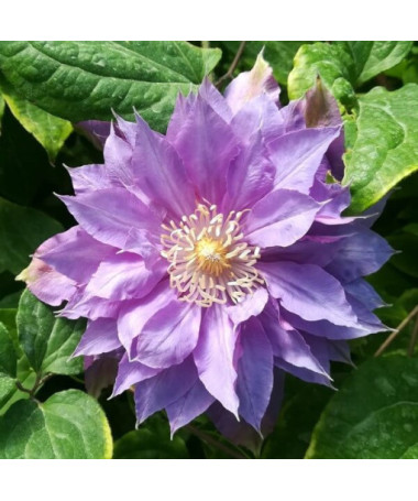 Clématite 'Daniel Deronda' (à grandes fleurs) DOUBLE P9/C1