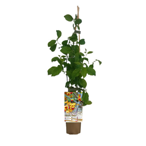 Variété femelle de la plante Actinidia, Diana, en pot de 2L.