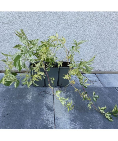 Vigne vierge Star Showers (à cinq lobes), pot de 2L