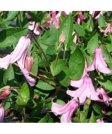 Clématite Alionushka  2L
