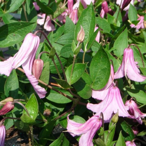Clématite Alionushka  2L
