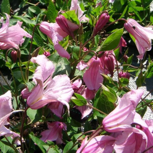 Clématite Alionushka  2L
