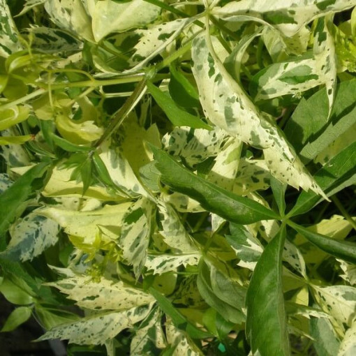 Vigne vierge Star Showers (à cinq lobes), pot de 2L