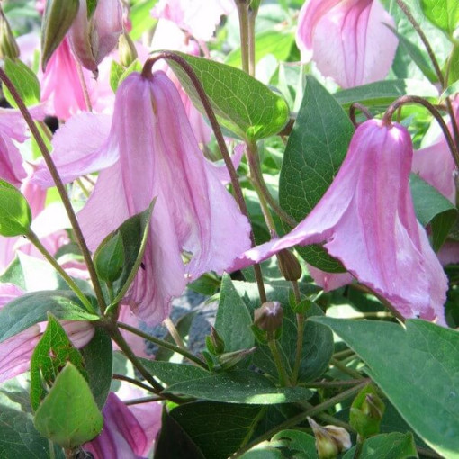 Clématite Alionushka  2L