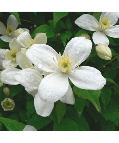 Clématite Alba  2L