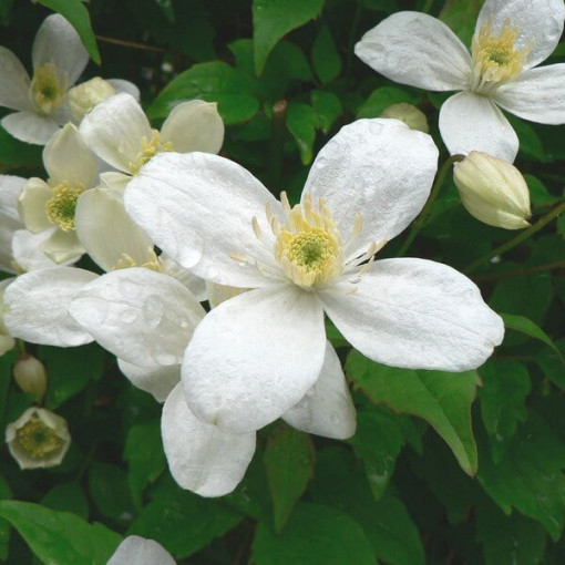 Clématite Alba  2L