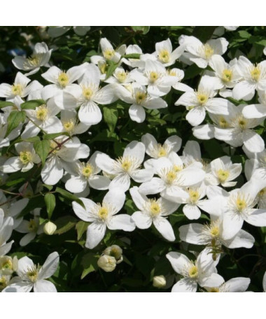 Clématite Alba  2L