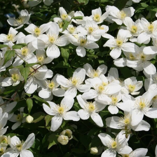 Clématite Alba  2L
