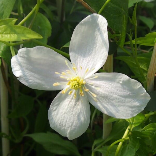 Clématite Alba  2L