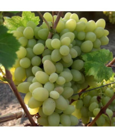 Vigne Arkadia, pot de 2L