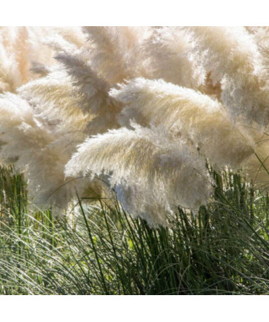Herbe de la pampa White Feather, conteneur 2L