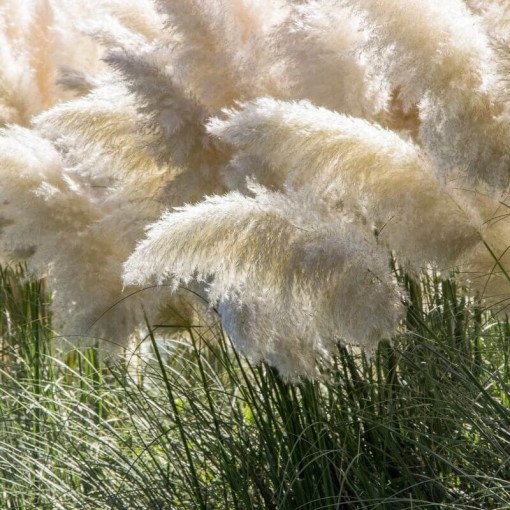 Herbe de la pampa White Feather, conteneur 2L