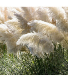 Herbe de la pampa White Feather, conteneur 2L