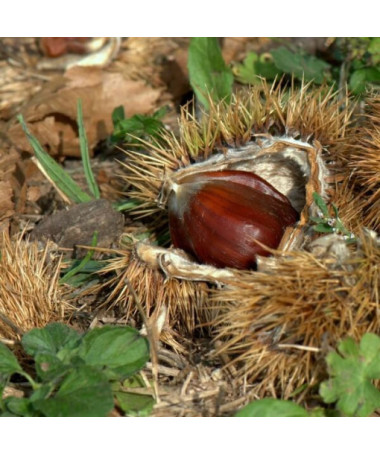 Châtaignier commun (Castanea sativa)  2L