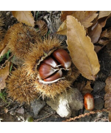 Châtaignier commun (Castanea sativa)  2L