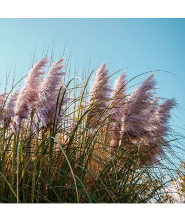 Herbe de la pampa Pink Feather, conteneur 2L