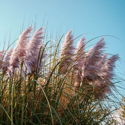 Herbe de la pampa Pink Feather, conteneur 2L