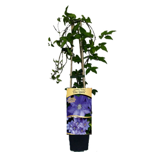 Clématite 'Elsa Spath'  2L