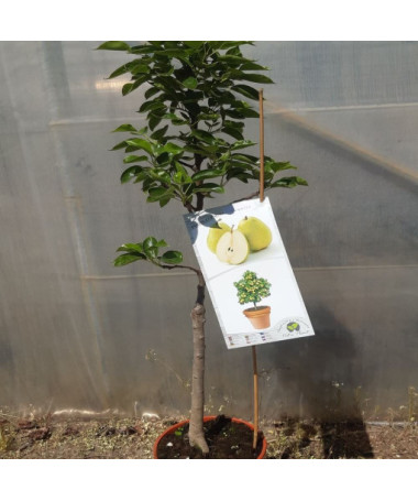 Mini Patio - Poirier Sunrise, conteneur 4L