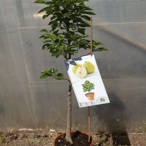 Mini Patio - Poirier Sunrise, conteneur 4L