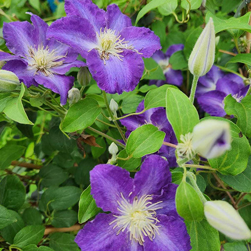Clematis Stefan Franczak poj. 2 L