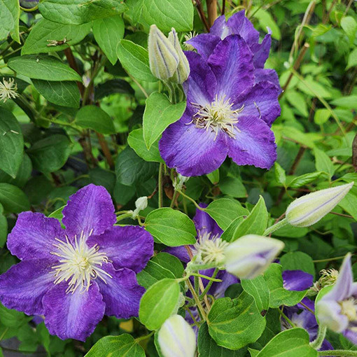Clematis Stefan Franczak poj. 4 L