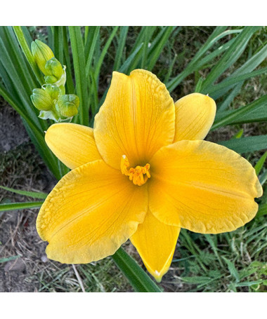 Hémérocalle STELLA DE ORO  2L