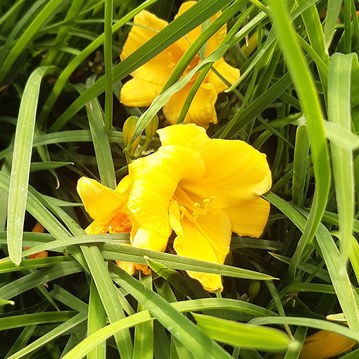 Hémérocalle STELLA DE ORO  2L