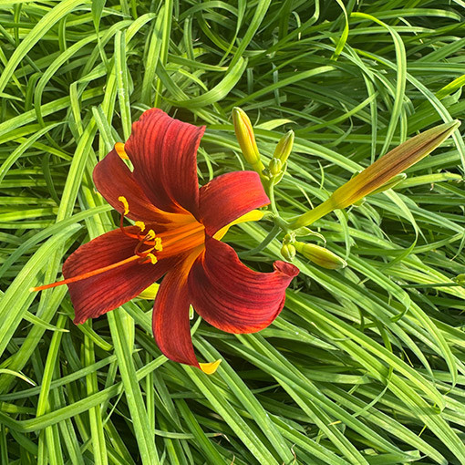 Hémérocalle CRIMSON PIRATE  2L