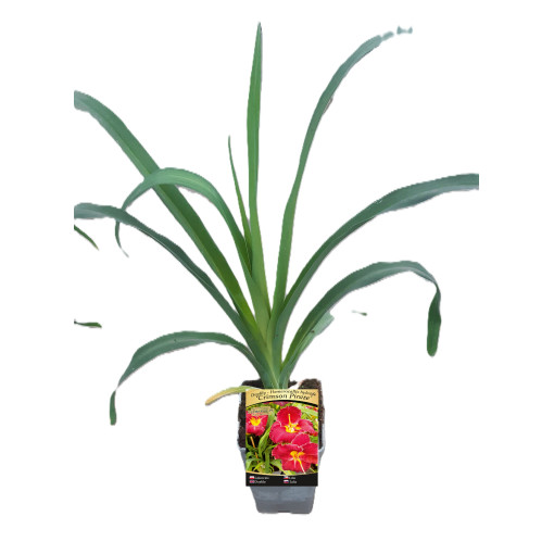 Hémérocalle CRIMSON PIRATE  2L