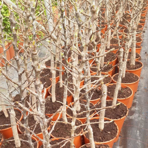 Mini Patio - Poirier Sunrise, conteneur 4L