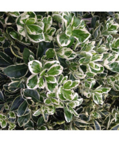 Fusain de Fortune 'Harlequin'  2L