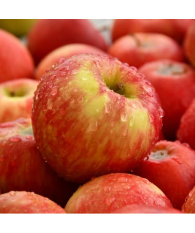 Mini Patio - Pommier Delegrina, conteneur 4L