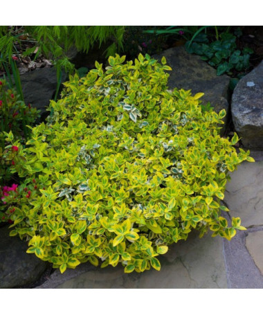 Fusain de Fortune 'Harlequin'  2L