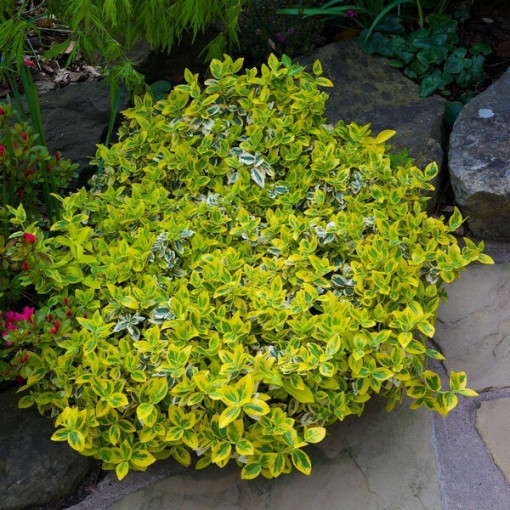 Fusain de Fortune 'Harlequin'  2L