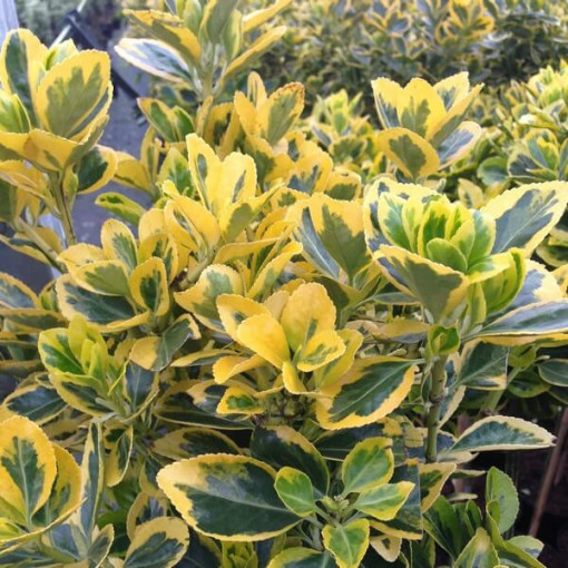 Fusain 'Emerald Gold' pot de 2 litres