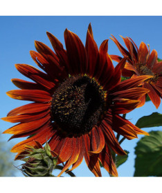 Tournesol ornemental 'Czerwone Serce'