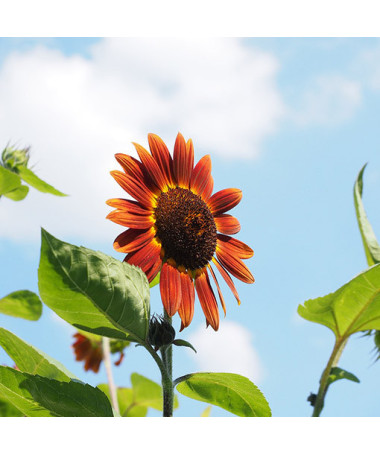 Tournesol ornemental 'Czerwone Serce'