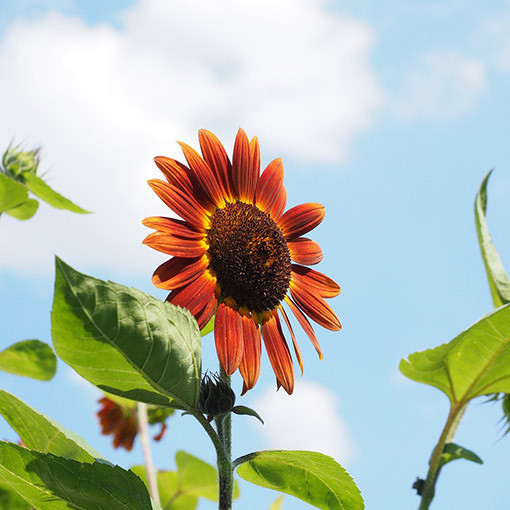 Tournesol ornemental 'Czerwone Serce'