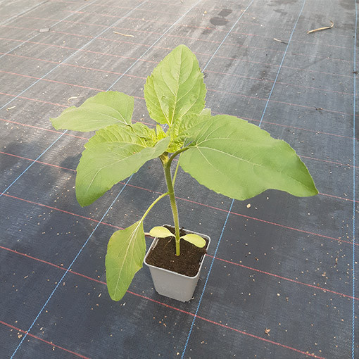 Tournesol ornemental 'Czerwone Serce'