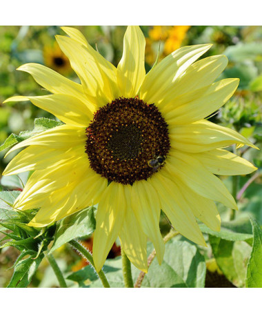 Tournesol ornemental 'Italian White'