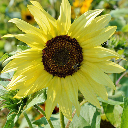 Tournesol ornemental 'Italian White'
