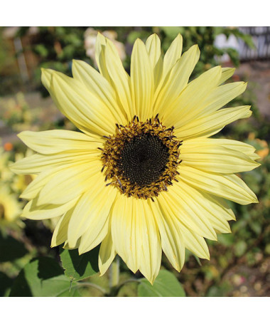 Tournesol ornemental 'Italian White'