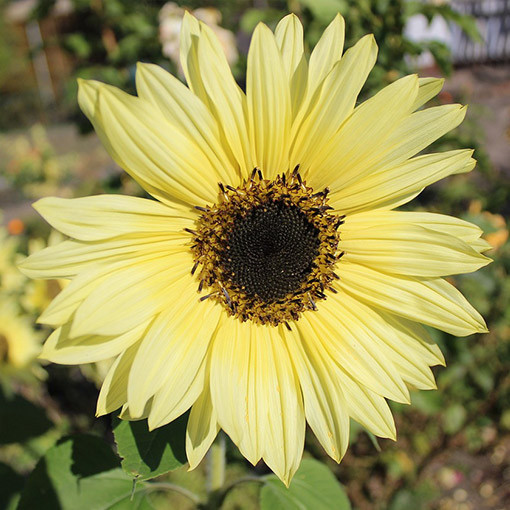 Tournesol ornemental 'Italian White'