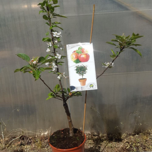 Mini Patio - Pommier Delegrina, conteneur 4L