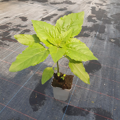 Tournesol ornemental 'Italian White'