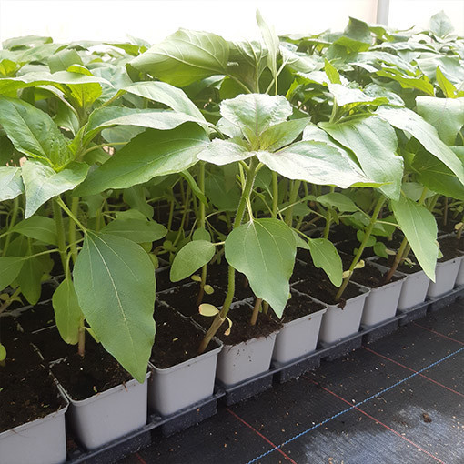 Tournesol ornemental 'Italian White'