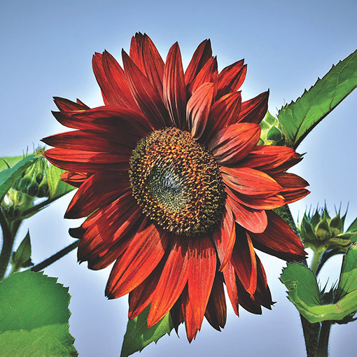 Tournesol ornemental 'Moulin Rouge'