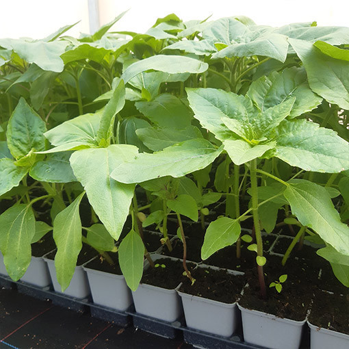 Tournesol ornemental 'Moulin Rouge'